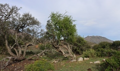 Lycium oxycarpum