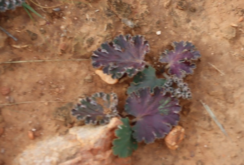 Pelargonium pulverulentum, photograph 2