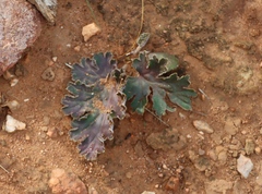 Pelargonium pulverulentum