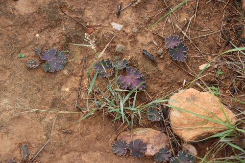 Pelargonium pulverulentum, photograph 1