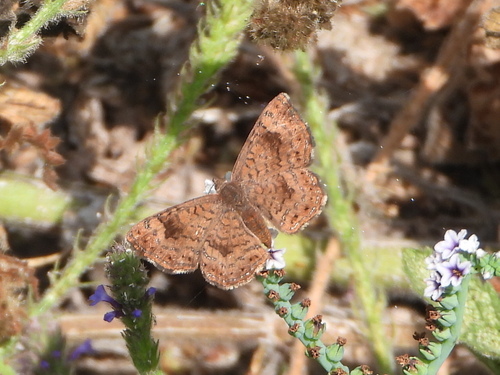 iNaturalist observation photo of Fatal Metalmark