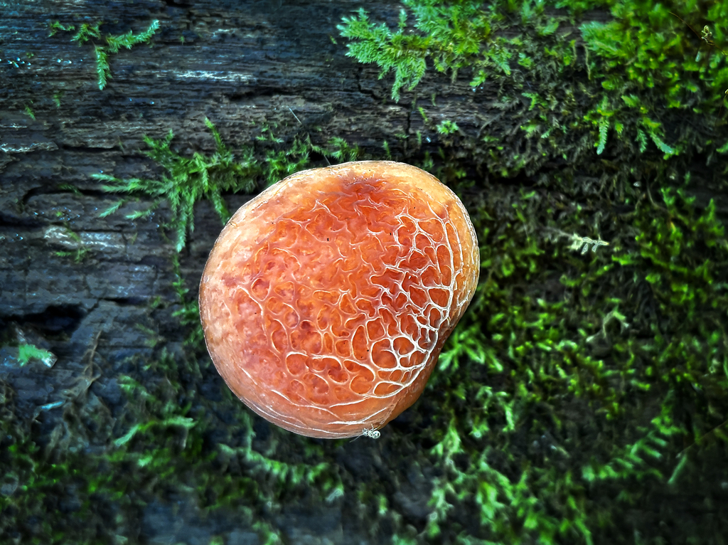 Wrinkled Peach