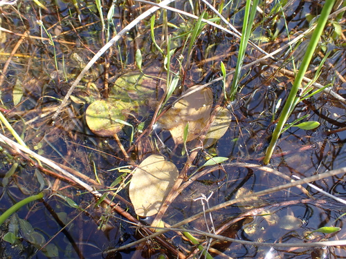 Potamogeton coloratus, photograph 2