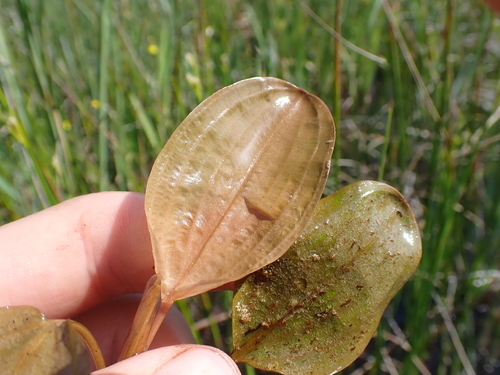 Potamogeton coloratus, photograph 3
