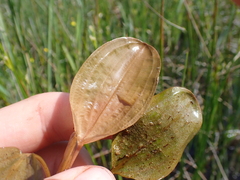 Potamogeton coloratus, photograph (c) Henry Miller, some rights reserved (CC BY)