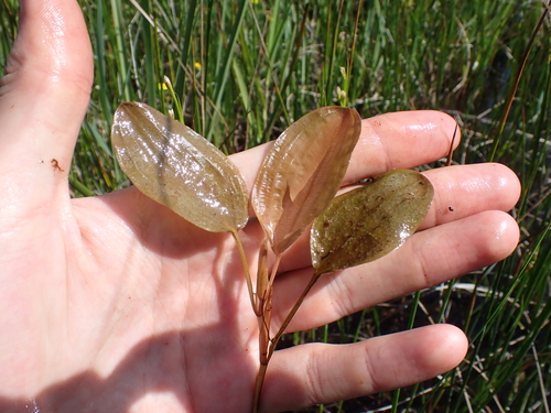 Potamogeton coloratus, photograph 4
