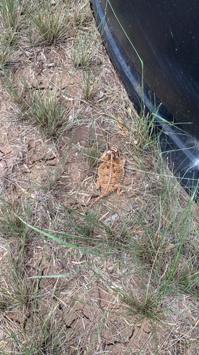 Texas Horned Lizard