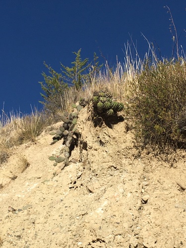 sulphur cactus