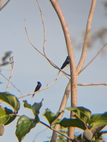 iNaturalist image