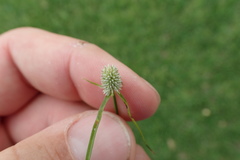 Cyperus sesquiflorus sesquiflorus