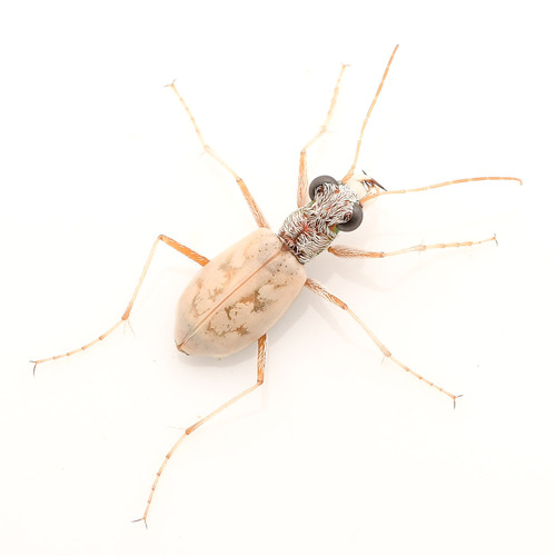 Ghost Tiger Beetle photo 3