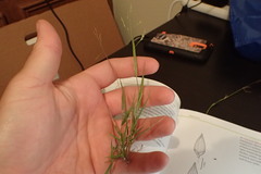 Panicum diffusum