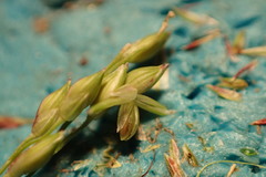 Panicum diffusum