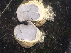 Scleroderma flavidum macrosporum