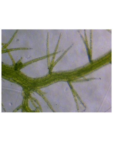 Telaranea observed 2026-06-10