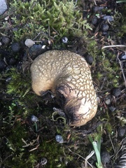 Scleroderma flavidum macrosporum