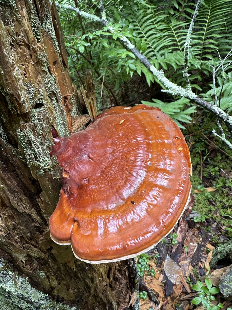 hemlock varnish shelf · June 2026 · photo: Photo: (c) Jaime McGuigan, some rights reserved (CC BY) · iNaturalist
