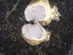 Scleroderma flavidum macrosporum