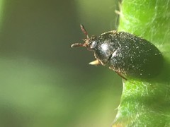 Cryptorhopalum triste