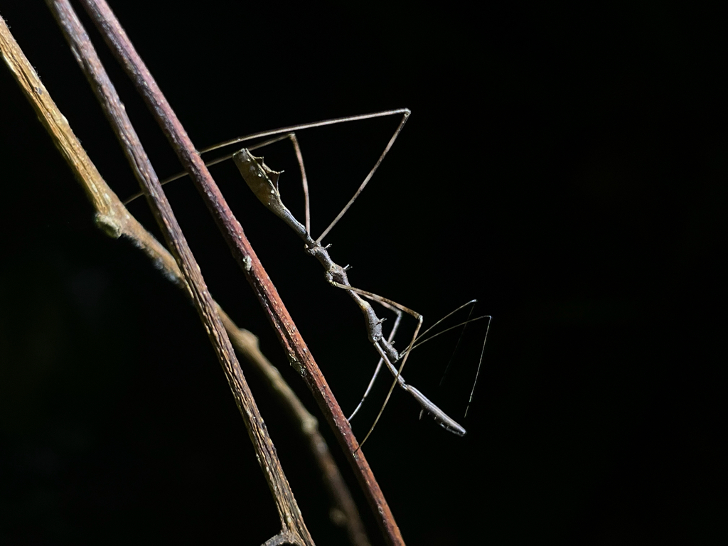 Ghilianella spinata