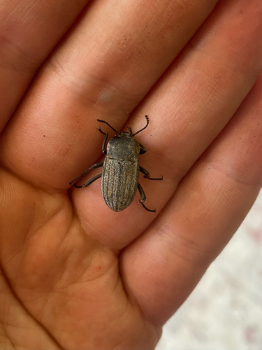 Three-ribbed Darkling Beetle