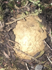 Scleroderma flavidum macrosporum