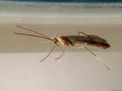 Ophion obscuratus