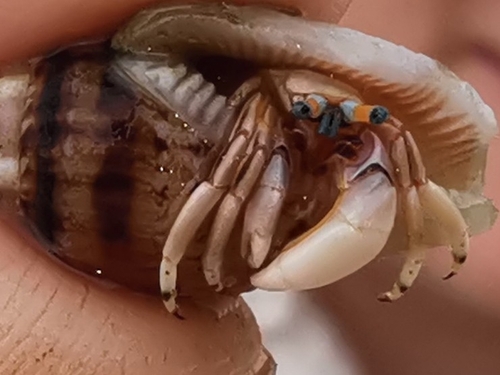 Left-handed Hermit Crab