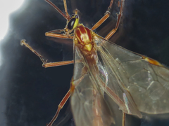 Ophion obscuratus