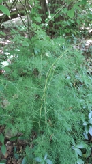 Asparagus tenuifolius, photograph (c) Andrea Mologni, some rights reserved (CC BY-SA)
