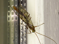 Ophion obscuratus