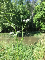 Limnosciadium pinnatum