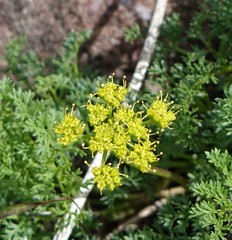Lomatium grayi