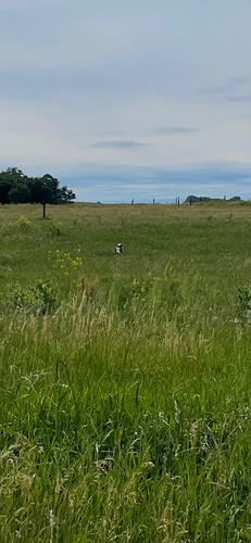 Bobolink
