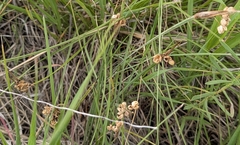 Sisyrinchium campestre