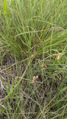 Sisyrinchium campestre, photograph (c) Bria Abeles-Allison, some rights reserved (CC BY)