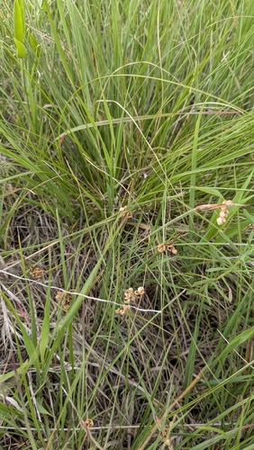 Sisyrinchium campestre, photograph 2