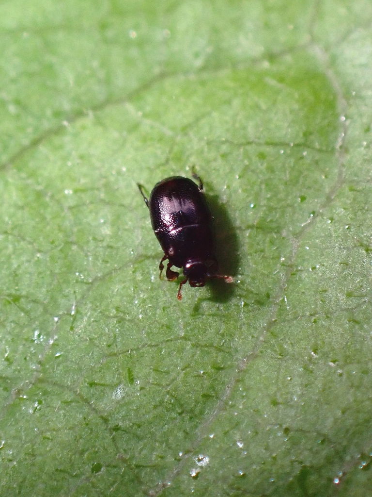 Paromalus luderti