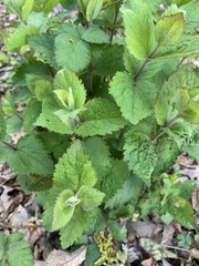 Eupatorium rotundifolium