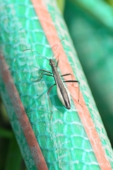 Micrelytra fossularum