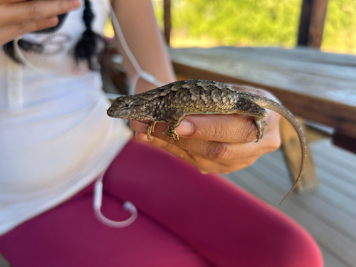 iNaturalist observation photo of Western Fence Lizard