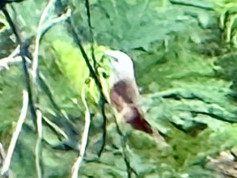 Pale-headed Munia (Lonchura pallida), photo 6