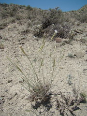 Dianthus crinitus