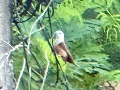 Pale-headed Munia (Lonchura pallida), photo 7