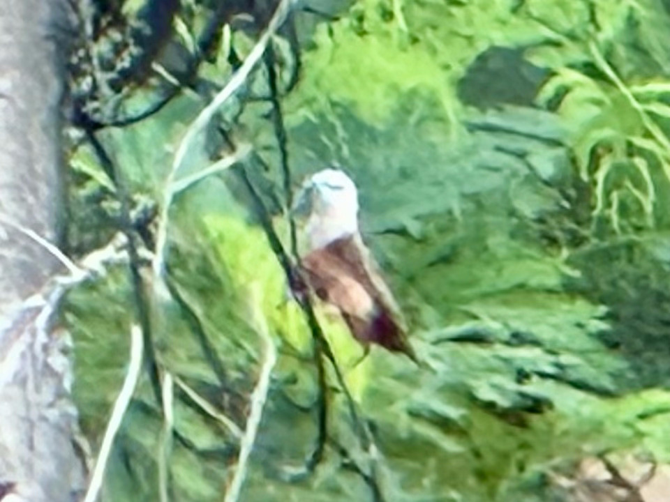 Pale-headed Munia (Lonchura pallida), photo 7