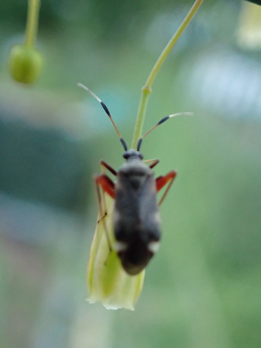 Closterotomus biclavatus