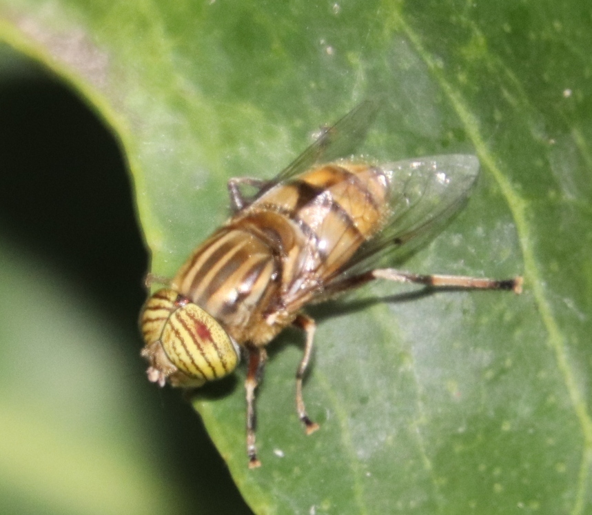 Eristalinus barclayi