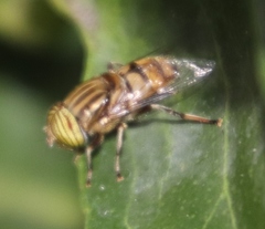 Eristalodes