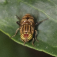 Eristalodes