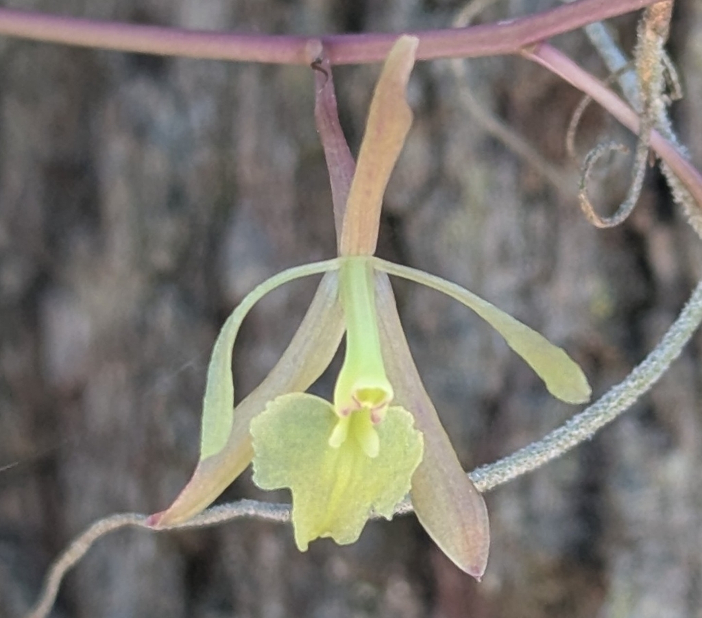 Epidendrum magnoliae Muhl. 2